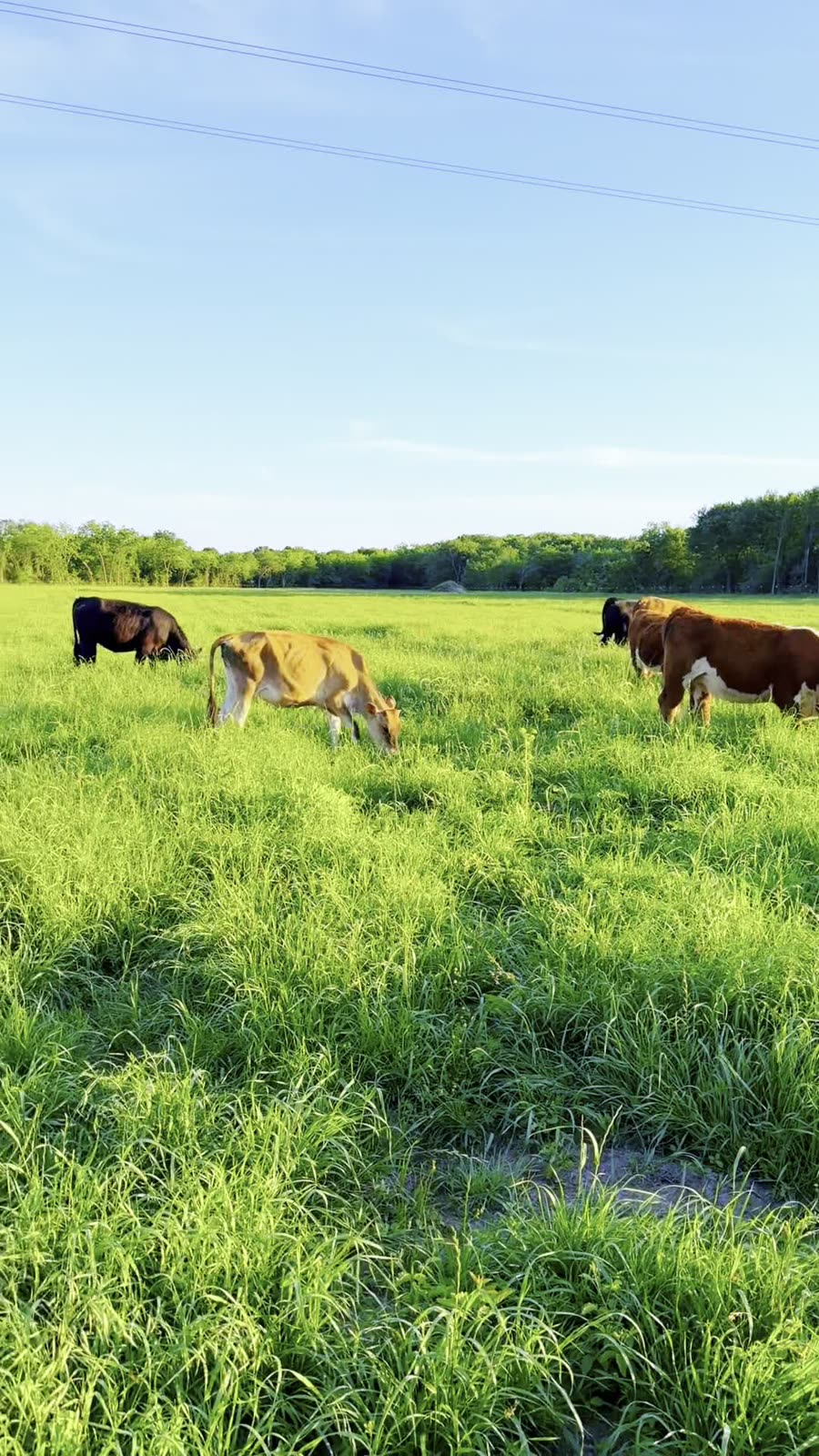 Cattle grazing across the pasture at Tracy Ranch and Cattle in Farmersville, Texas